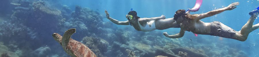 snorkellers with a sea turtle on the great barrier reef