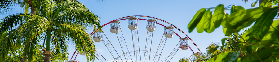 Airlie Beach Ferris Wheel a ferris wheel in the distance behind palm trees