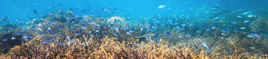 Underwater snorkelling on the reef
