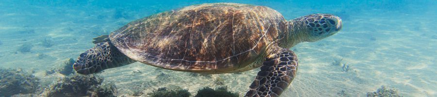 sea turtle swimming on the sandy ocean floor