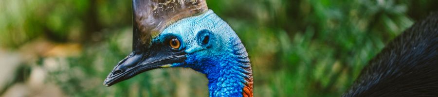 cassowary in the jungle near cairns australia