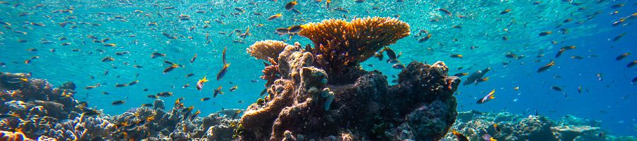 Agincourt Reef, Cairns