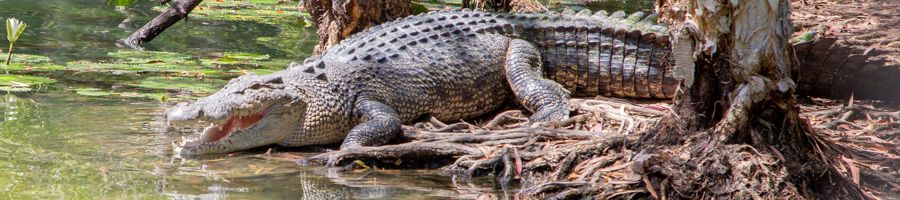 Daintree Crocodile saltwater crocodile lounging on daintree river