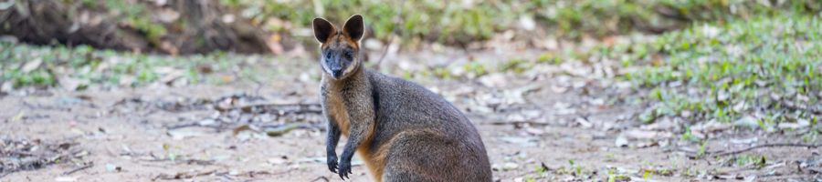 close up of a wallaby in a national park australia