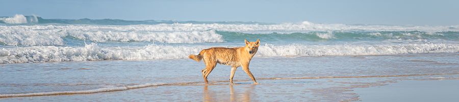 Dingo on K'gari dingo walking on the coastline of kgari beach