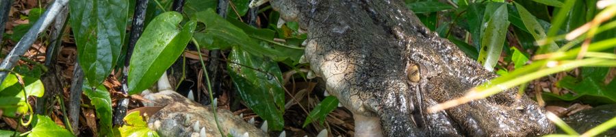close up of a crocodile in the cairns wilderness