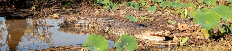 crocodile lying in a billabong in the top end australia