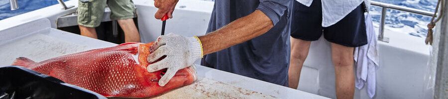 Cairns fishing charter catches being cleaned