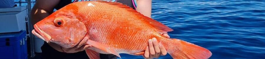 A fish caught on a Great Barrier Reef fishing charter