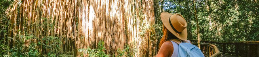 A woman admiring Cathedral Fig Tree in Cairns
