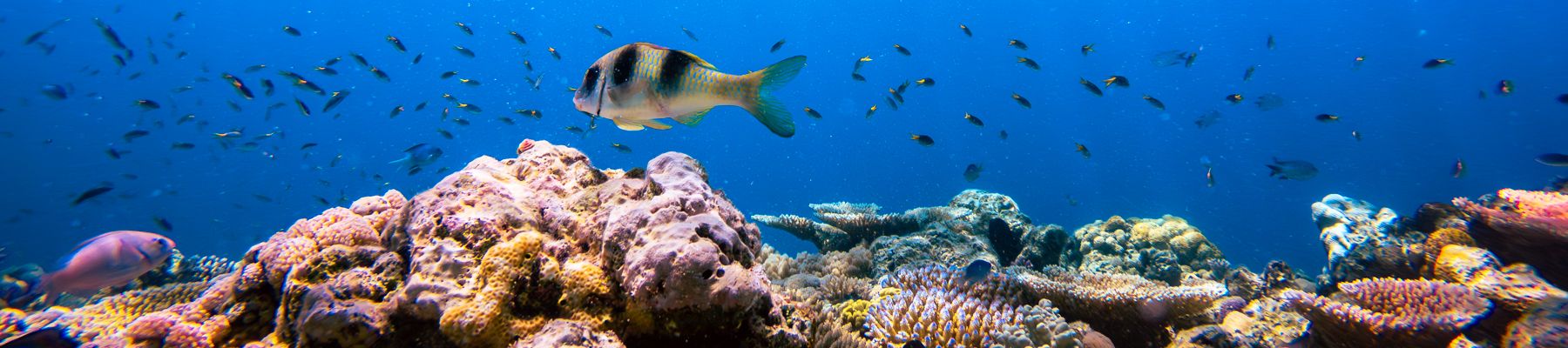 Reef Adventures Cairns an underwater shot of fish and coral reef