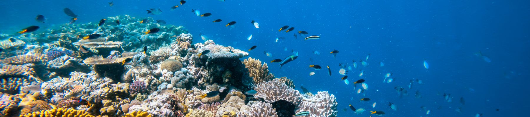 Great Barrier Reef coral reef on the great barrier reef with tropical fish around