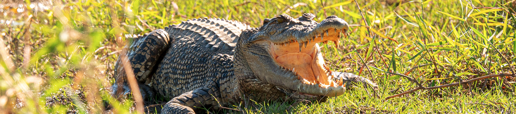 a crocodile laying in the grass in the sun with its mouth open