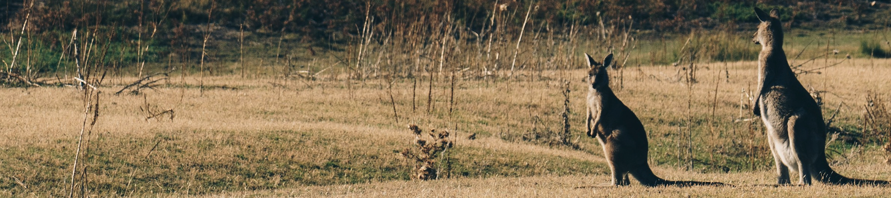 two kangaroos standing on grass looking at the camera