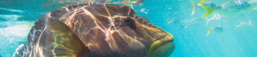 Maori Wrasse in the Great Barrier Reef