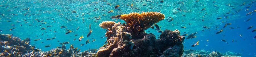 The fringing reef in the whitsundays
