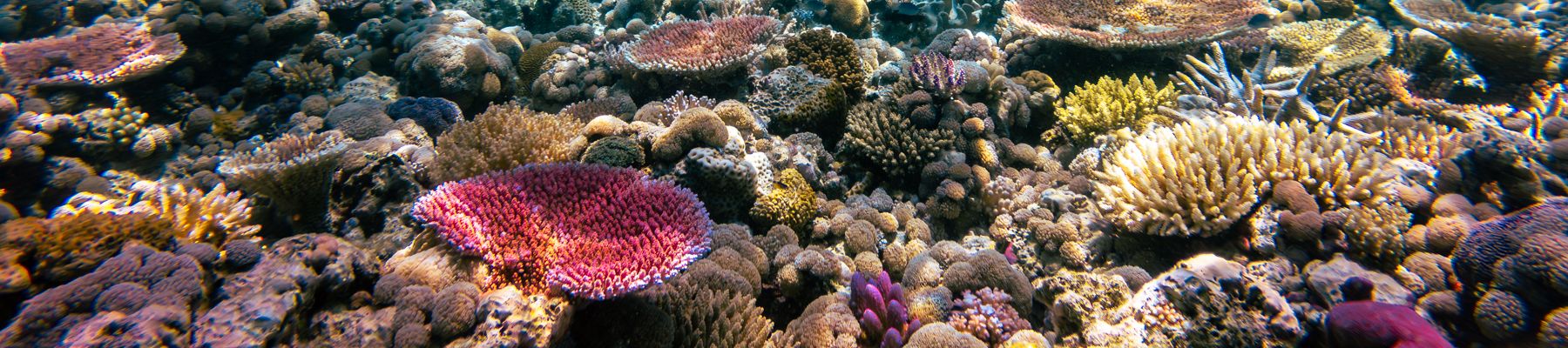a close up shot of colourful corals underwater