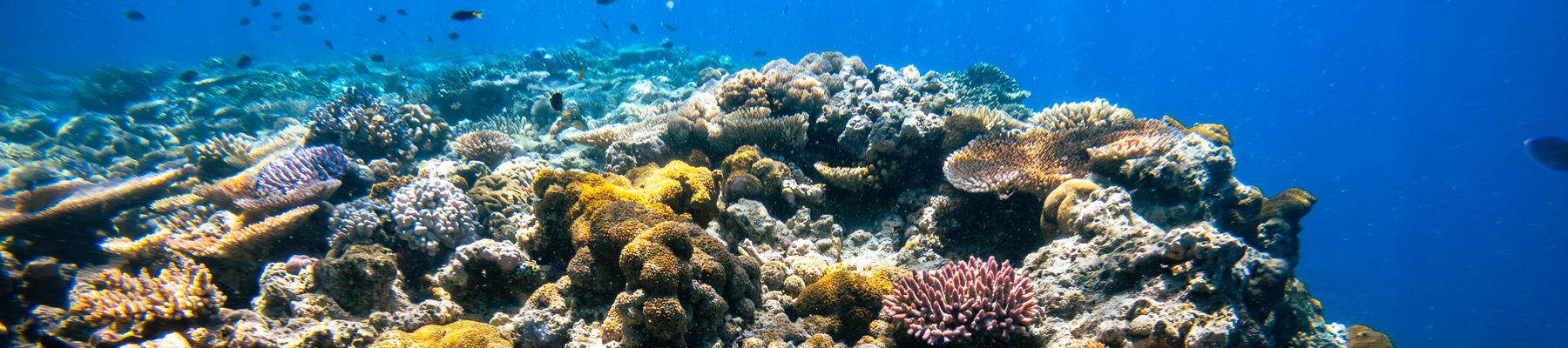 a close up shot of colourful corals underwater