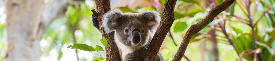 Australia Zoo a koala in a tree
